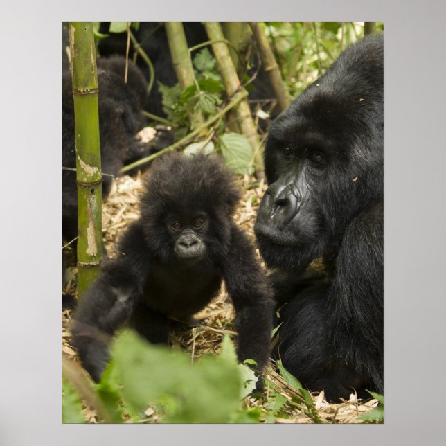 Affiche Mountain Gorilla, adult with young (Devant)