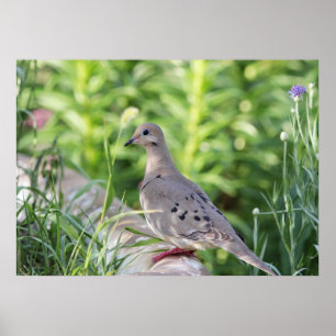Affiche Mourning Dove