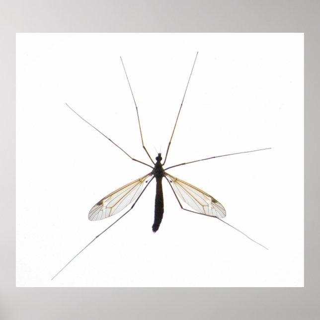 Affiche Moustique (Devant)