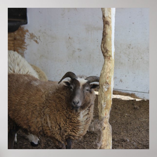 Affiche Mouton (Devant)