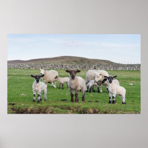 Affiche Mouton des Shetland