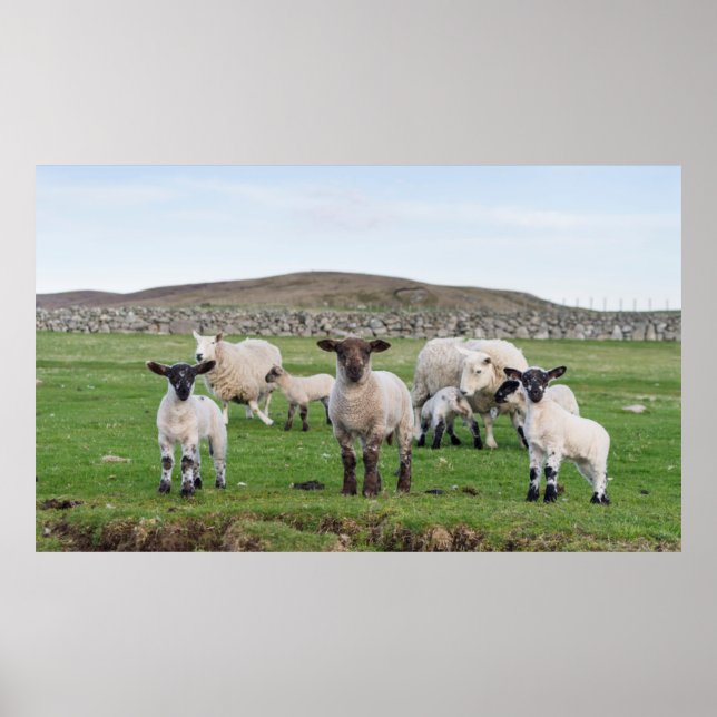 Affiche Mouton des Shetland (Devant)