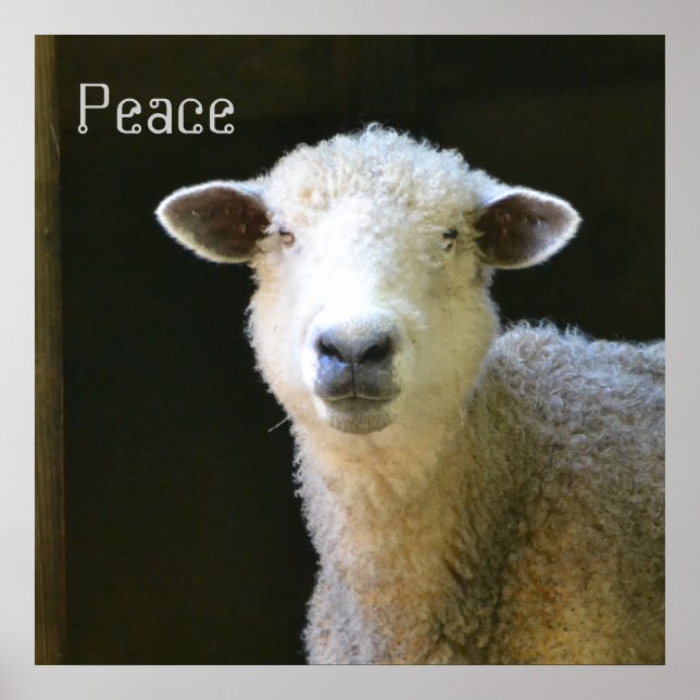 Affiche Mouton doux (Devant)