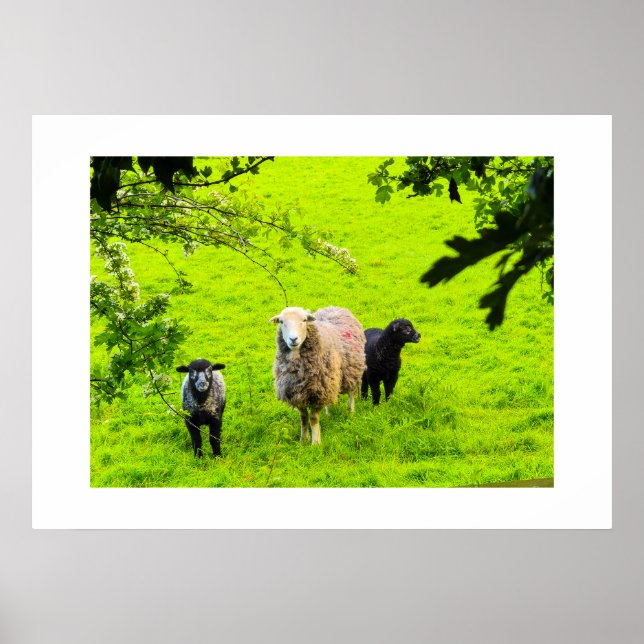 Affiche Moutons  (Devant)
