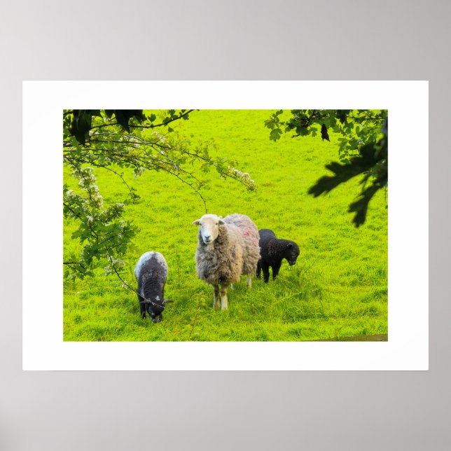 Affiche Moutons  (Devant)
