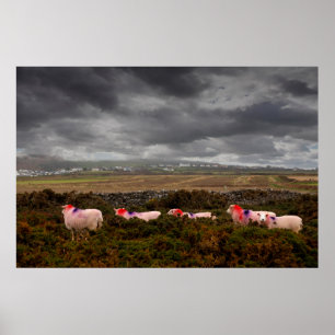Affiche Moutons colorés