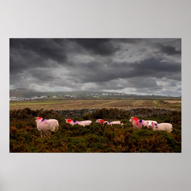 Affiche Moutons colorés (Devant)