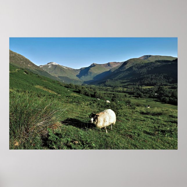 Affiche Moutons dans les Highlands (Devant)
