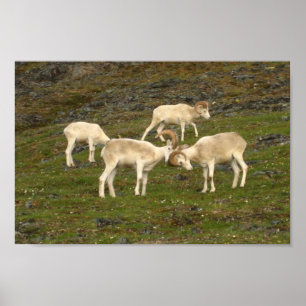 Affiche Moutons de Dall