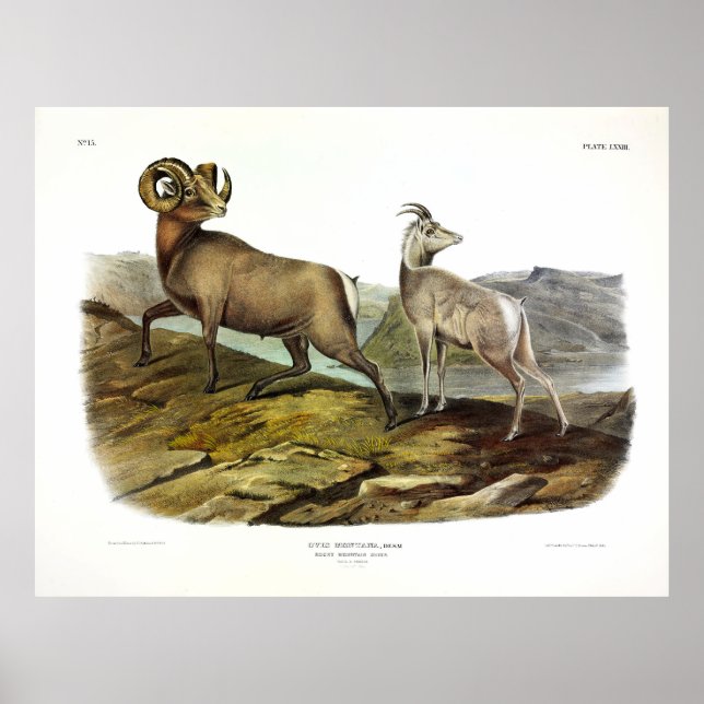 Affiche Moutons de montagne rocheux, Moutons de mer par Au (Devant)