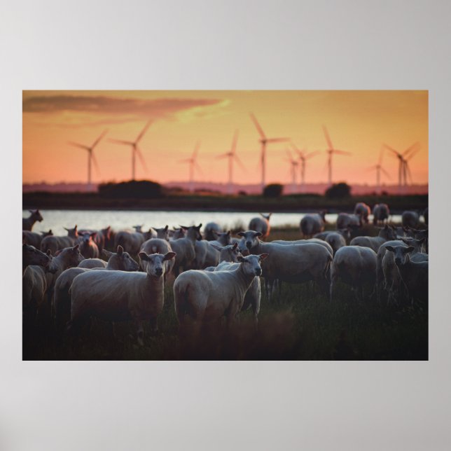 Affiche Moutons - Lydd, Marais Romney, Kent, Royaume-Uni (Devant)