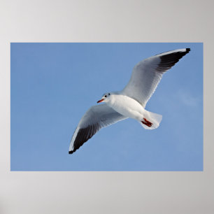 Affiche Möwe / Sea gull