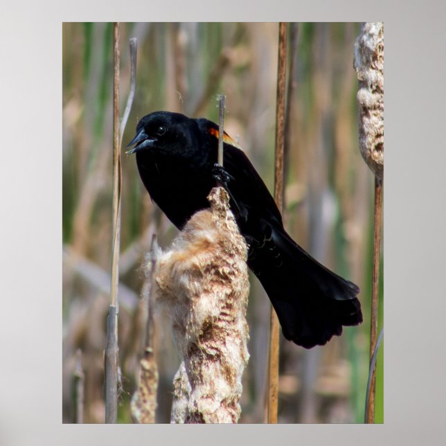 Affiche Mr. Blackbird (Devant)