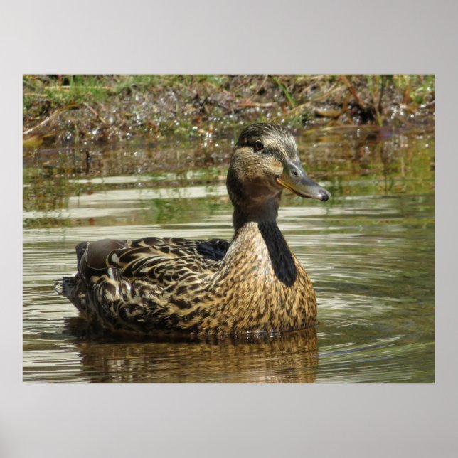 Affiche Mr. Quack (Devant)