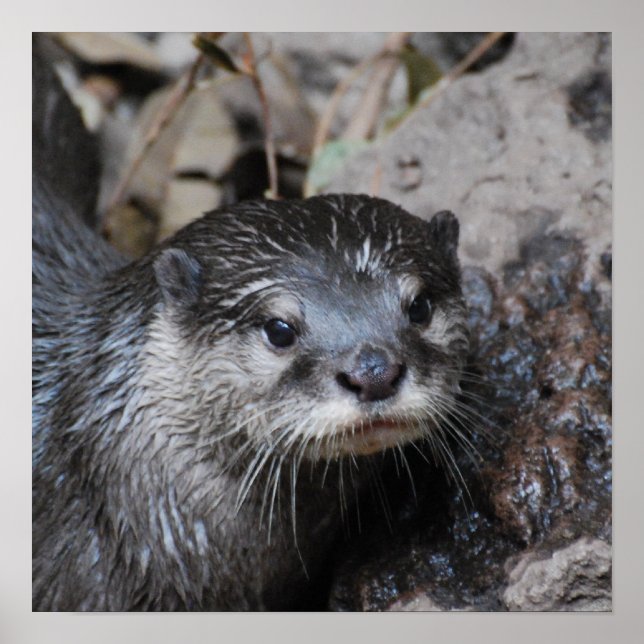 Affiche Muddy Otter (Devant)