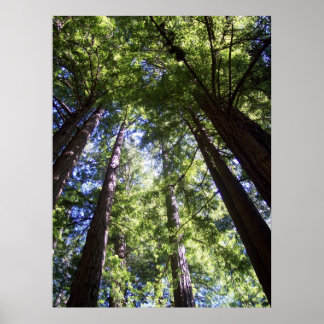 Affiche Muir Woods