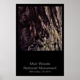 Affiche Muir Woods National Monument Color (Dark)