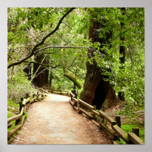 Affiche Muir Woods Path II Nature Photography
