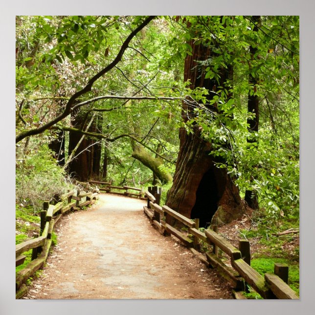 Affiche Muir Woods Path II Nature Photography (Devant)