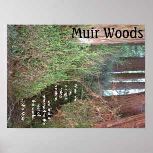 Affiche Muir Woods Trees avec citation