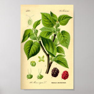Affiche Mulberry noir (Morus nigra)
