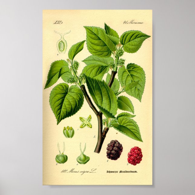 Affiche Mulberry noir (Morus nigra) (Devant)