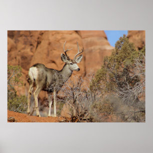 Affiche Mule Deer