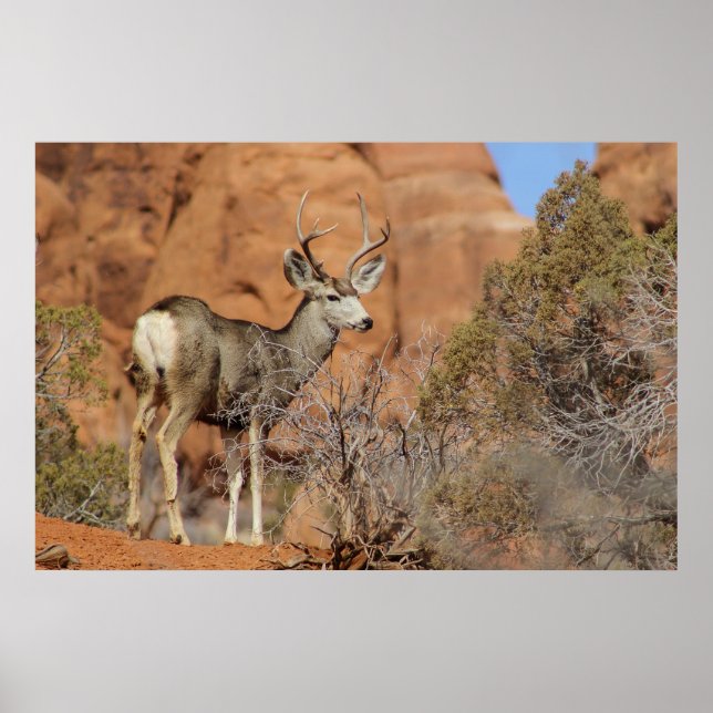 Affiche Mule Deer (Devant)
