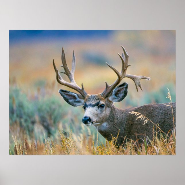 Affiche Mule Deer Buck | Parc national du Grand Teton Wyom (Devant)