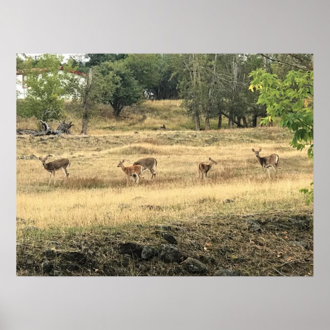 Affiche Mule Deer in a Field, Joseph, Oregon (Devant)