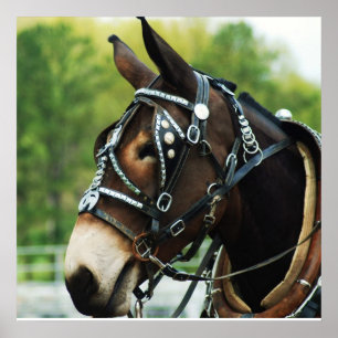 Affiche mule noire