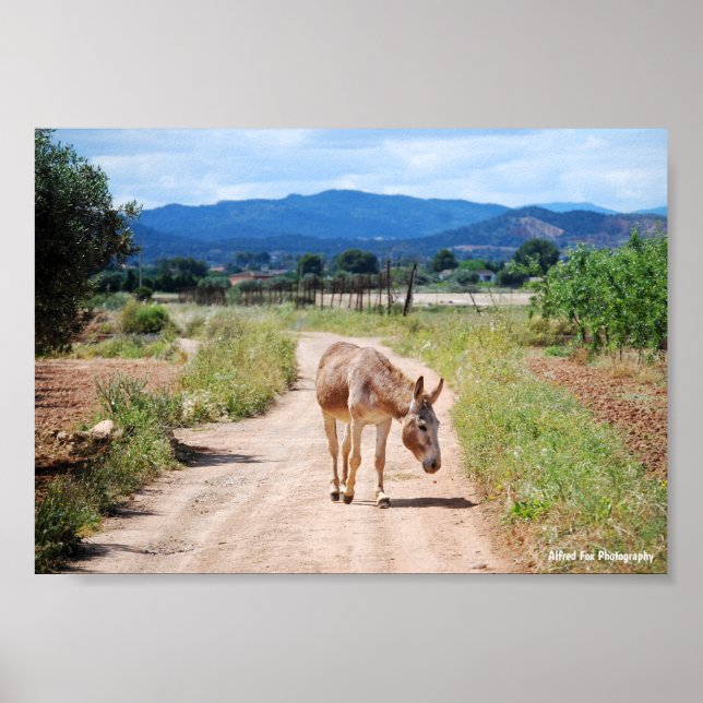 Affiche Mulet espagnol sur route de campagne (Devant)