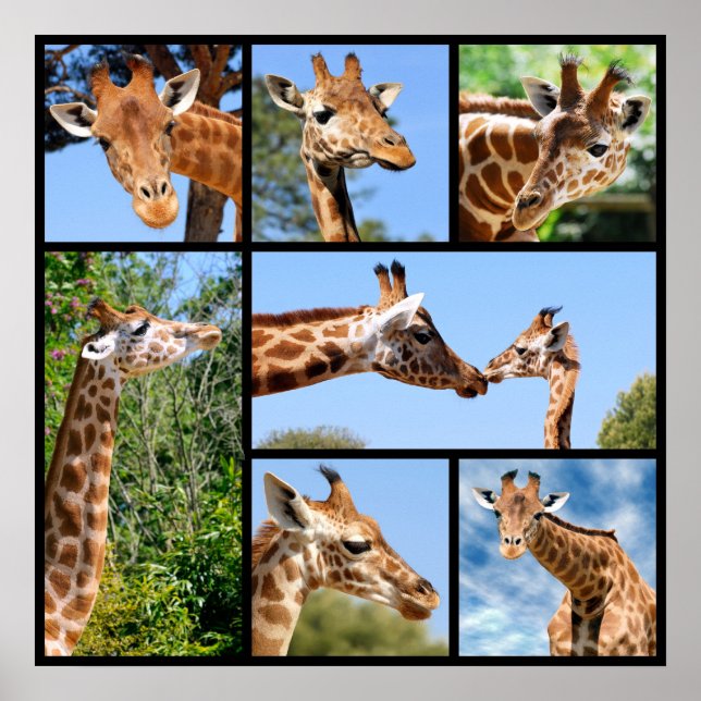 Affiche Multiples photos de girafes (Devant)