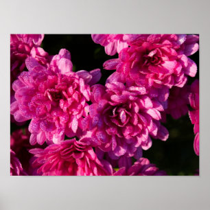 Affiche Mums roses d'automne