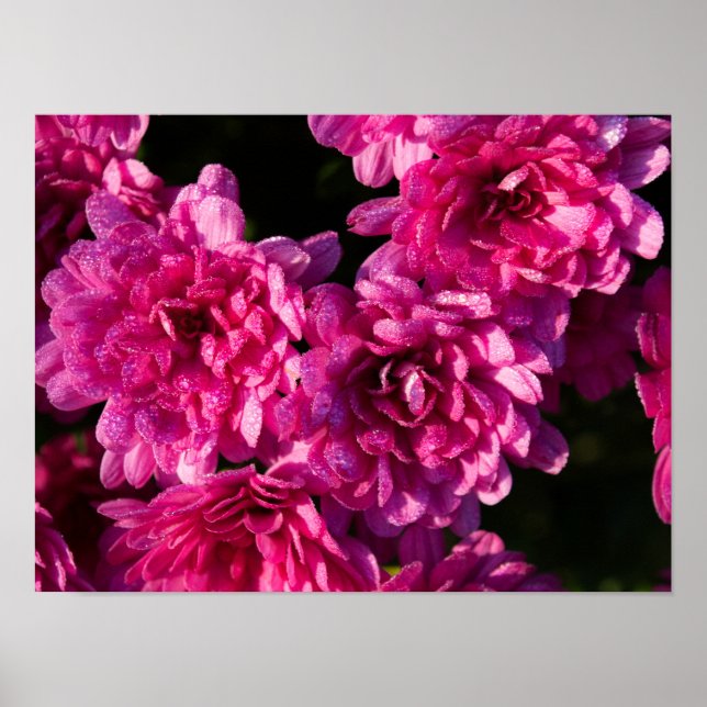 Affiche Mums roses d'automne (Devant)