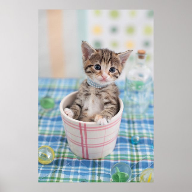 Affiche Munchkin Kitten Avec Joli Ruban (Devant)