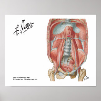 Affiche Mur abdominal postérieur