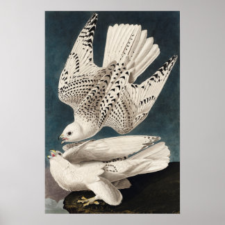 Affiche Mur d'affiche d'oiseaux vintage Art-Islande Jer Fa