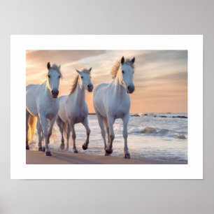 Affiche mur de chevaux Décor