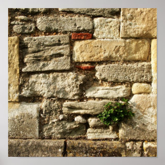 Affiche Mur De Pierre. Avec un petit plante.