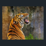 Affiche Mur pop art tigre pour la décoration.<br><div class="desc">Nouveau design de mur d'art pour cadeau,  maison et bureau.</div>