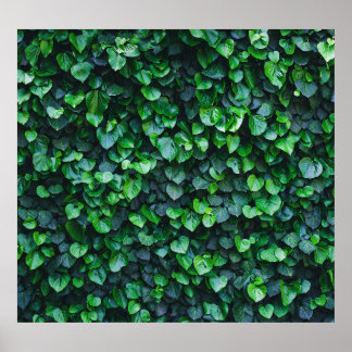 Affiche Mur vert ivoire : surface naturelle.
