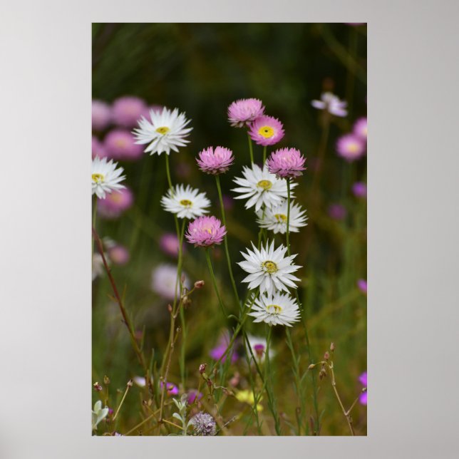 Affiche Murmur des Fleurs Sauvages (Devant)
