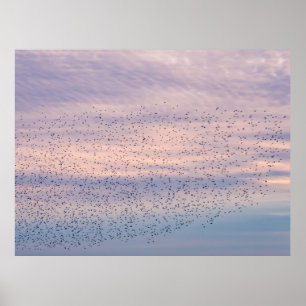 Affiche Murmuration au Coucher du Soleil
