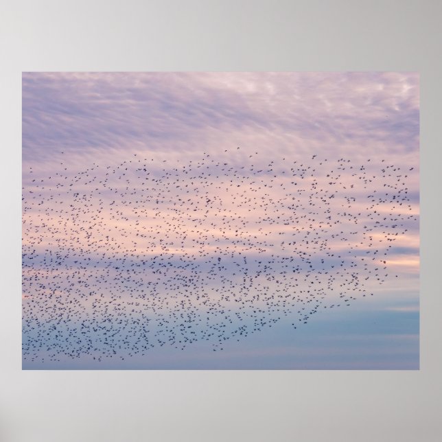 Affiche Murmuration au Coucher du Soleil (Devant)