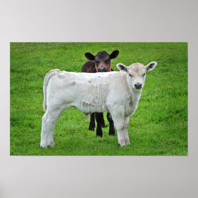 Affiche Murray Grey Calves (Typical Rural Scene Of King) (Devant)