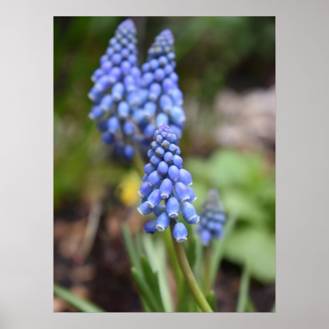 Affiche Muscari Armeniacum, Hyacinthe aux raisins (Devant)
