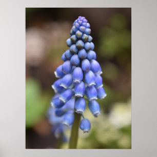 Affiche Muscari Armeniacum, Hyacinthe aux raisins