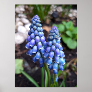 Affiche Muscari Armeniacum, Hyacinthe aux raisins avec Rai