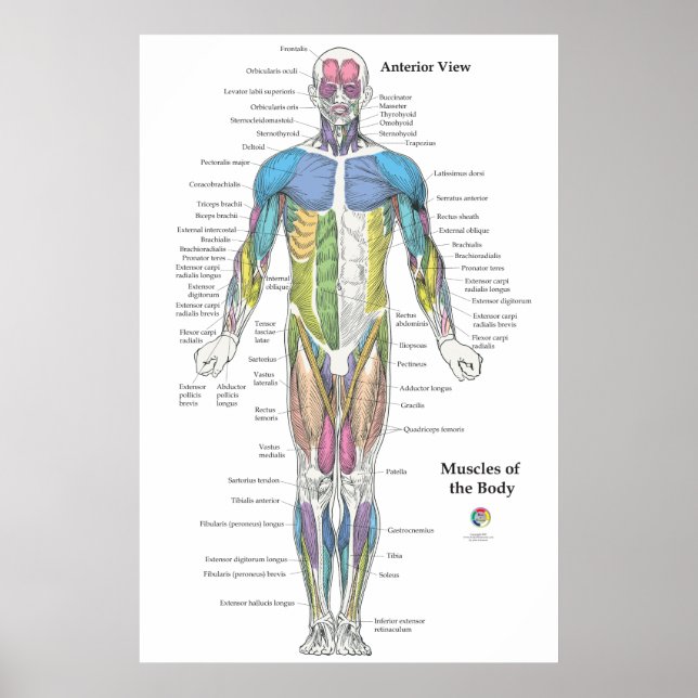 Affiche Muscle Anatomy Anterior View Chart (Devant)
